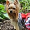 Yorkie AKC Gorgeous babies updated pics