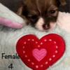 Lovable 4 week old long hair chihuahua puppy