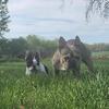 Frenchton Stud