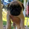 Pug Puppies Ready Now