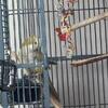 Bonded pair of Quaker Parrots