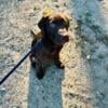 4 month old AKC Male Pure Breed Chocolate Lab