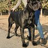 Cane Corso Studs HD-A HIPS AND ED-0 CERTIFIED