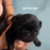 Pug puppies looking for their furever homes