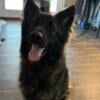 AKC male long hair black sable German Shepherd 1 year old