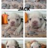 AKC Frenchie Pups For Sale