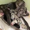 Great Dane puppies looking for their forever home