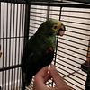 Amazon Parrot Blue Fronted