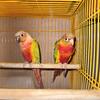 Green Cheek Conures 