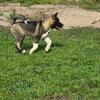 Akc registered micro chip female Akita