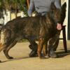 AKC German Shepherd Male 100% European Working Line