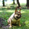 French Bulldog Female 1 yr