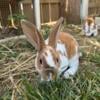 3 month old purebred mini Rex rabbits