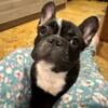 * Adopted!!! Found her family! sweet French Bully baby