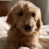 Female F1 Goldendoodle