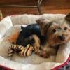 Adorable Adult Female Yorkie - MeMee