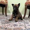 AKC Belgian Malinois puppies