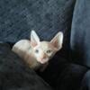 SPHYNX KITTENS HOUSTON/BAYTOWN AREA