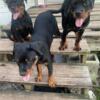 4month females Rottweilers akc