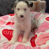 Australian Shepherd Puppies - Ready in 2 weeks