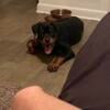 3 month Rottweiler puppy