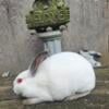 Mini rex  and Havana bunnies