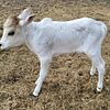 Miniature Zebu Bull Calf