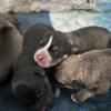 American Billie puppies for sale