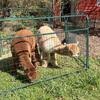 Alpacas for sale