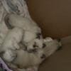 Purebred Hypoallergenic Applehead Siamese Kittens Born May 10th