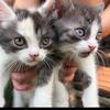 8 week old kittens!