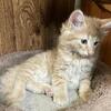 Norwegian Forest Cat Kitten
