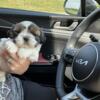 Full blooded Male Shih Tzu puppy