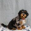 F1B Bernedoodle stud only