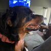 2 yr old American Rottweiler female