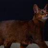 Abyssinian Boy, 1yr old Available