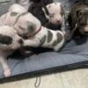 American Bully pups