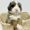 Miniature Bernedoodle Puppy (Marshall)
