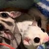 Sweet Lineaged Mosaic Sugar Gliders