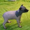 AKC/UKC, Female, American Hairless Terrier