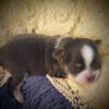 Chihuahua puppies  for sale, long and