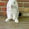 Red Eyed White  Holland Lop Doe