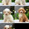 Mini Poodles ready!!