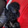 Toy poodles CKC. And Yorkie looking for homes