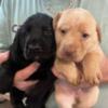 2 litters- lab puppies. White Oak NC.