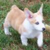 Corgi pups tested parents.....reduced