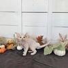 Devon Rex Christmas Kitten 