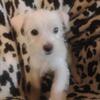 Chorkie