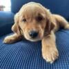 Female Golden Retriever puppy