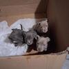 Puppies